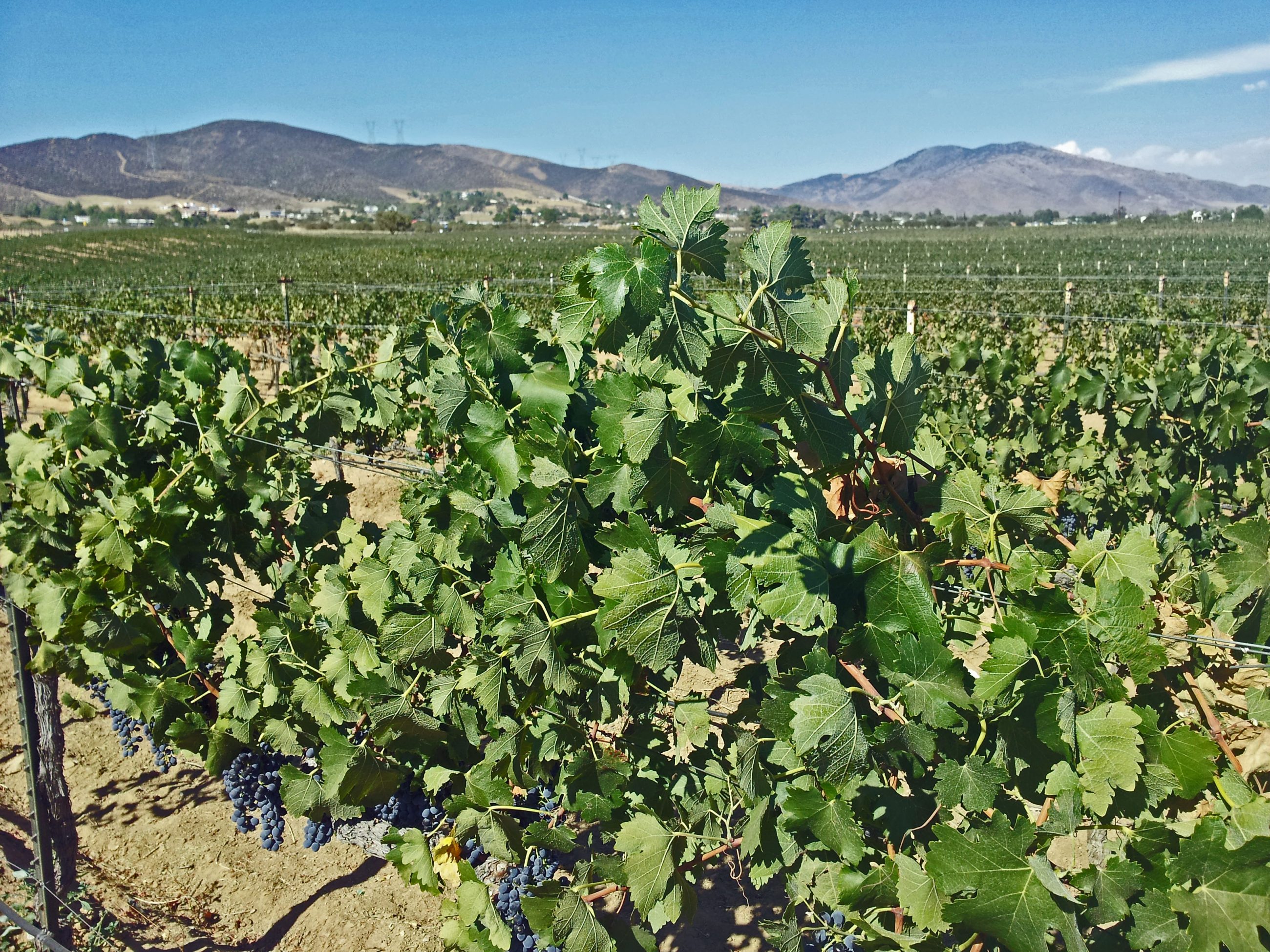 Wineries & Breweries