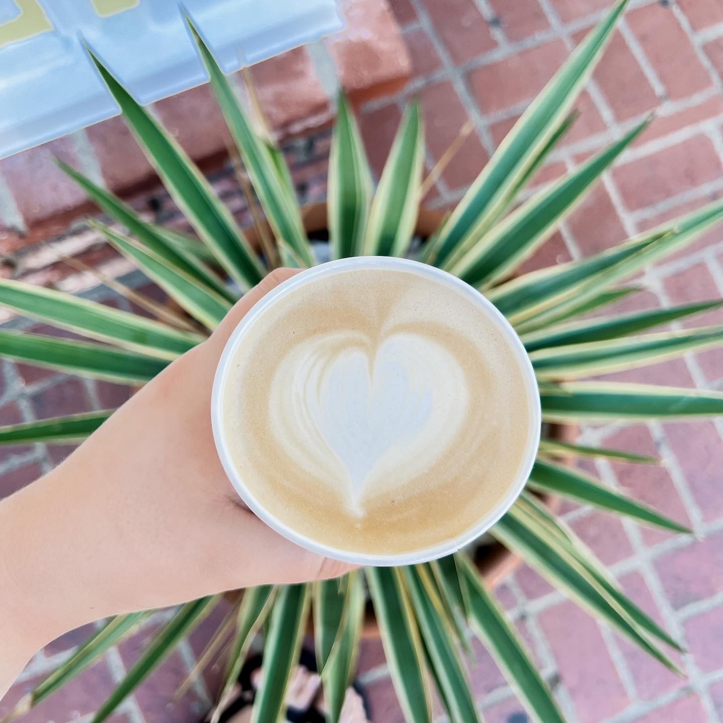 Person holding a latte outside over a plant.